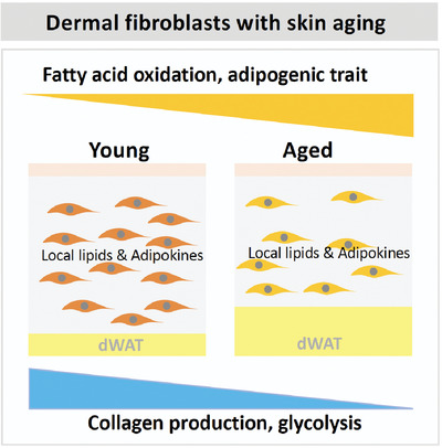 Skin aging: Dermal adipocytes metabolically reprogram dermal fibroblasts