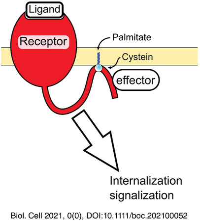 How palmitoylation affects trafficking and signaling of membrane receptors