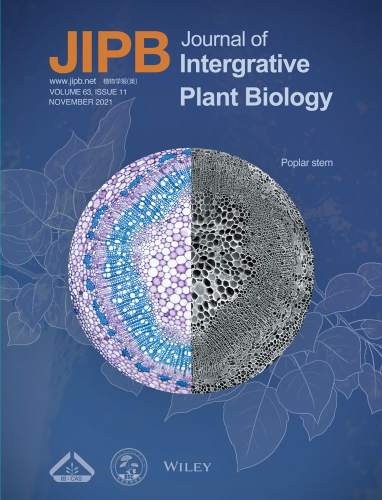 Natural alleles of a UDP‐glucosyltransferase gene responsible for differential endosperm development between upland rice and paddy rice