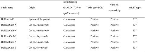 Transmission of toxigenic Corynebacterium ulcerans infection with airway obstruction from cats to a human