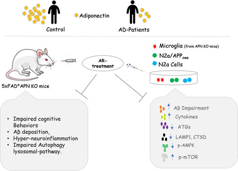 Adiponectin alleviated Alzheimer‐like pathologies via autophagy‐lysosomal activation