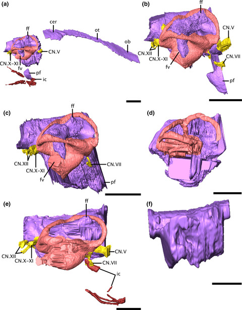 Neurosensory anatomy of Varanopidae and its implications for early synapsid evolution