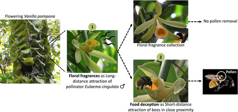 Trick or treat? Pollinator attraction in Vanilla pompona (Orchidaceae)
