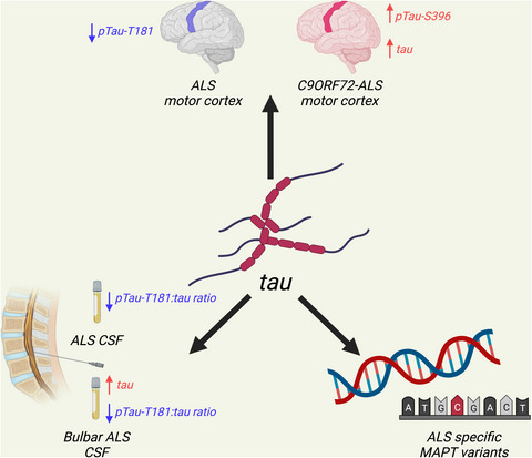 Novel genetic variants in MAPT and alterations in tau phosphorylation in amyotrophic lateral sclerosis post‐mortem motor cortex and cerebrospinal fluid