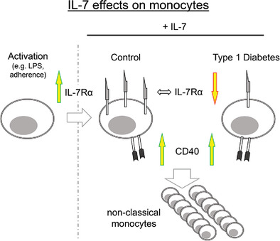 Interleukin‐7‐dependent nonclassical monocytes and CD40 expression are affected in children with type 1 diabetes