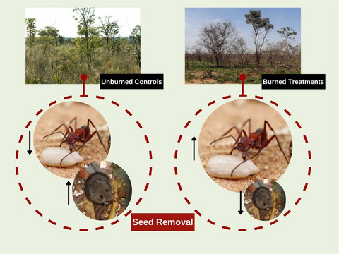 Prescribed fire enhances seed removal by ants in a Neotropical savanna
