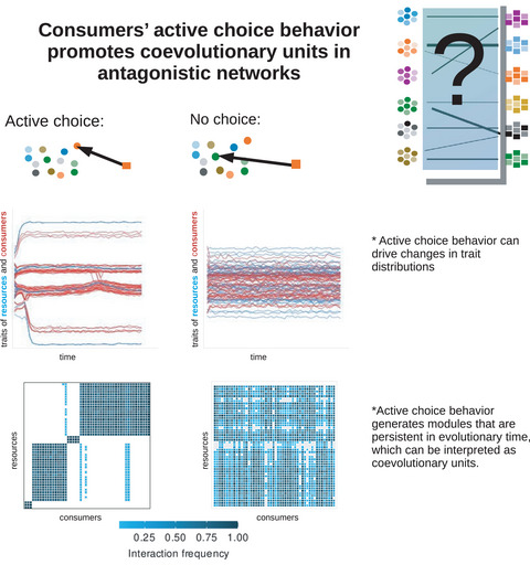 Consumers’ active choice behaviour promotes coevolutionary units in antagonistic networks