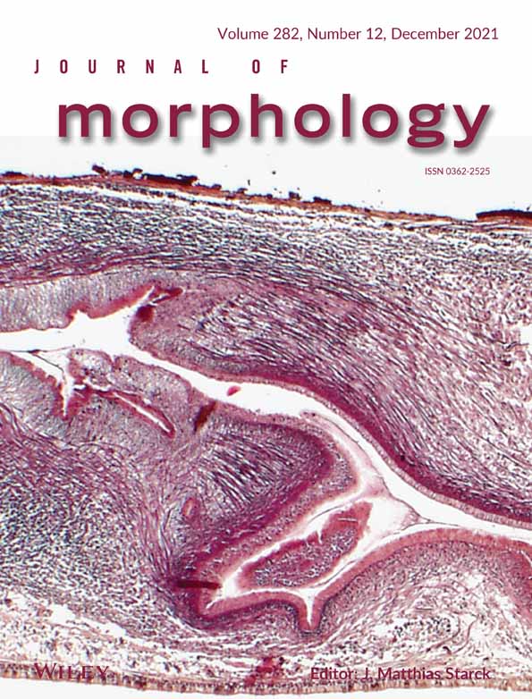 Dentin hardness differences across various mammalian taxa