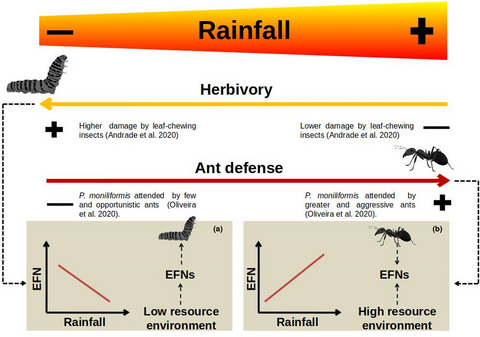 Drought‐induced reductions in plant defenses: Insights from extrafloral nectaries in the Caatinga dry forest