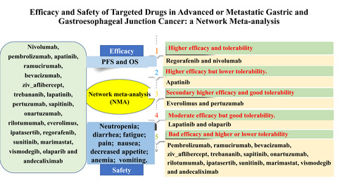 Efficacy and safety of targeted drugs in advanced or metastatic gastric and gastroesophageal junction cancer: A network meta‐analysis