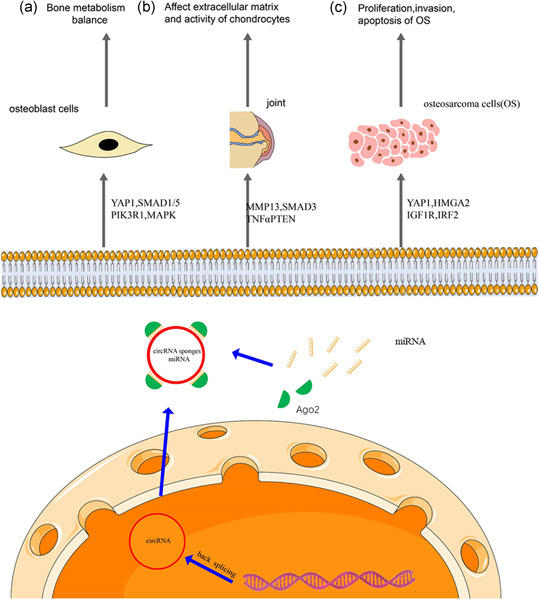 CircRNA–miRNA networks in regulating bone disease