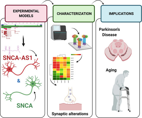 α‐Synuclein antisense transcript SNCA‐AS1 regulates synapses‐ and aging‐related genes suggesting its implication in Parkinson's disease