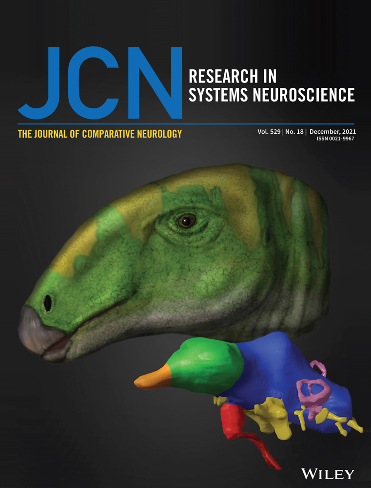 Morphological and distributional properties of SMI‐32 immunoreactive ganglion cells in the rat retina