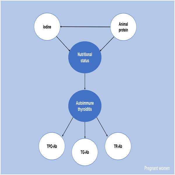 Effects of animal protein intake during pregnancy on autoimmune thyroiditis in pregnant women with mild iodine deficiency