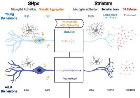 Impact of α‐synuclein spreading on the nigrostriatal dopaminergic pathway depends on the onset of the pathology
