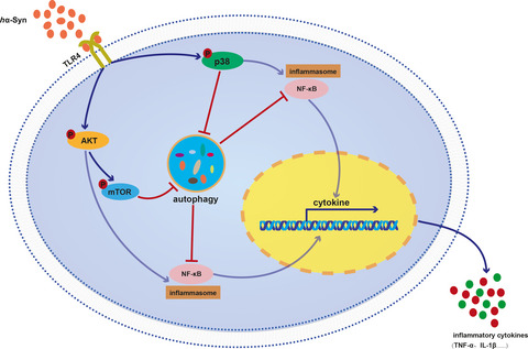 α‐synuclein suppresses microglial autophagy and promotes neurodegeneration in a mouse model of Parkinson’s disease