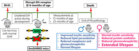 Growth hormone receptor gene disruption in mature‐adult mice improves male insulin sensitivity and extends female lifespan