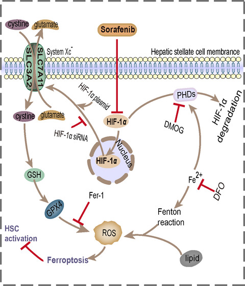 Sorafenib attenuates liver fibrosis by triggering hepatic stellate cell ferroptosis via HIF‐1α/SLC7A11 pathway