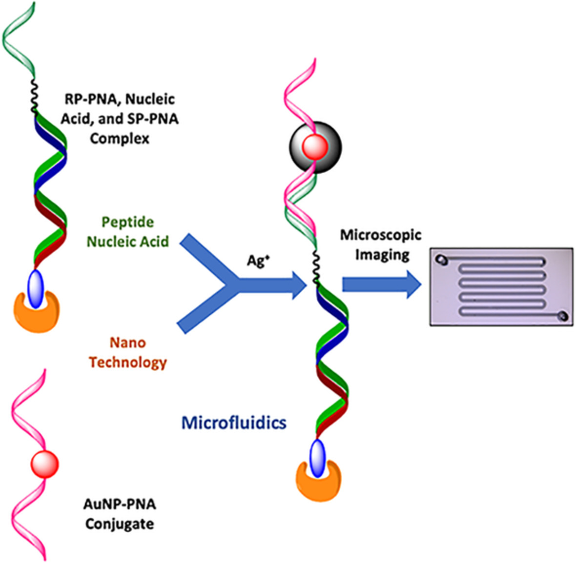 Cyclopentane peptide nucleic acid: Gold nanoparticle conjugates for the detection of nucleic acids in a microfluidic format