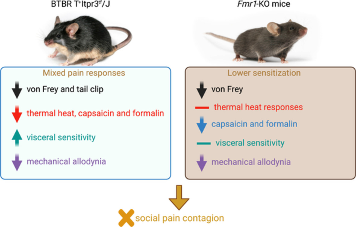 Altered nociceptive behavior and emotional contagion of pain in mouse models of autism