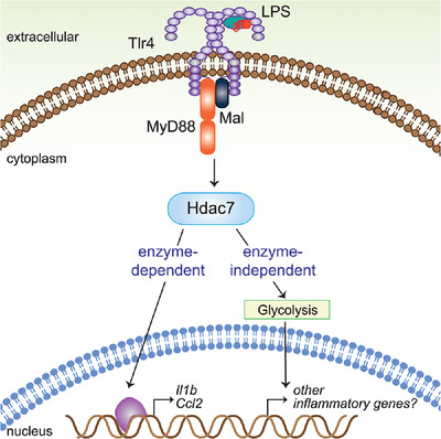 The histone deacetylase Hdac7 supports LPS‐inducible glycolysis and Il‐1β production in murine macrophages via distinct mechanisms