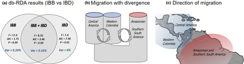 Role of the Andean uplift as an asymmetrical barrier to gene flow in the neotropical leaf‐cutting ant Atta cephalotes