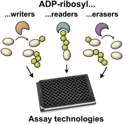 Assay technologies facilitating drug discovery for ADP‐ribosyl writers, readers and erasers