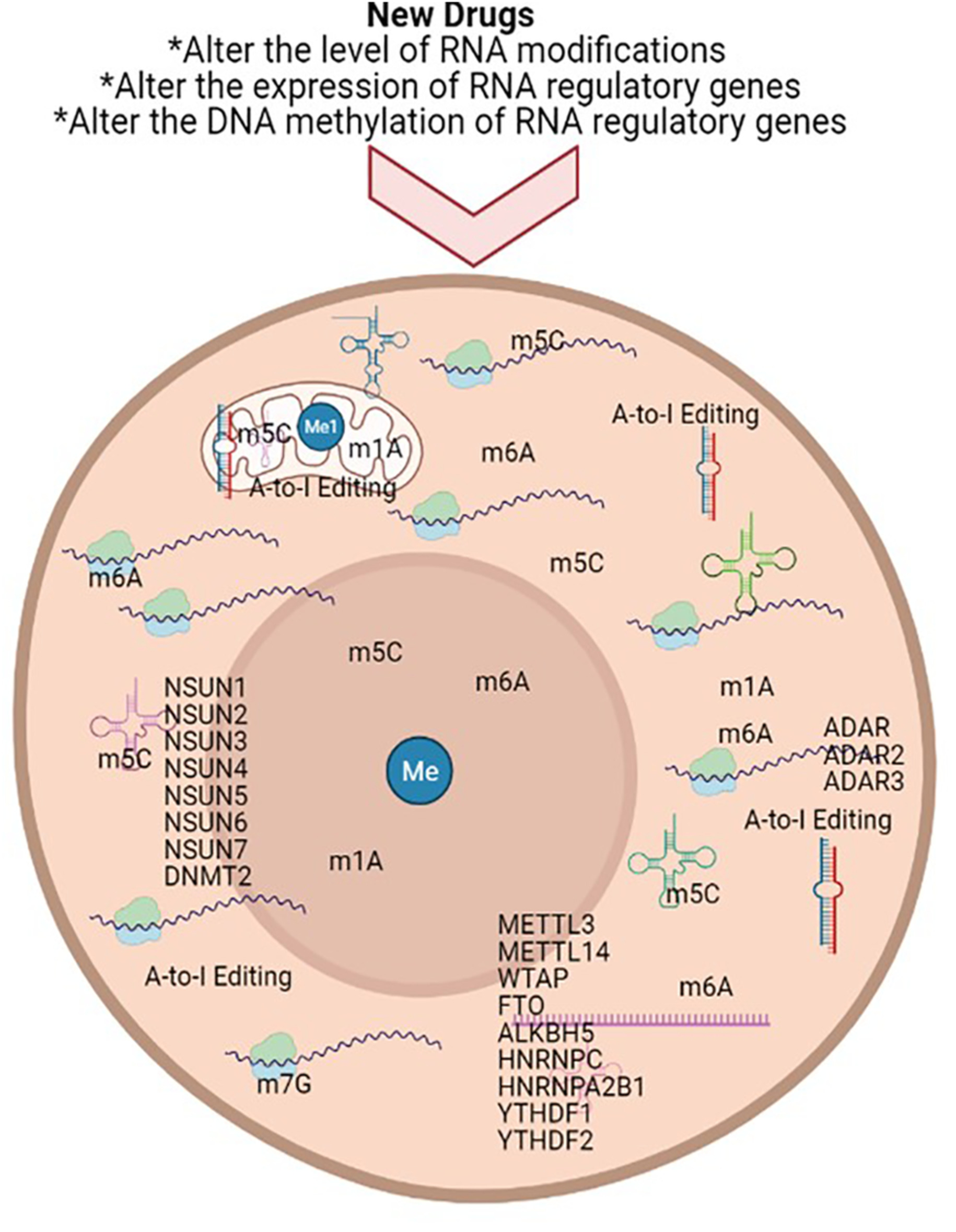 RNA modifications as emerging therapeutic targets