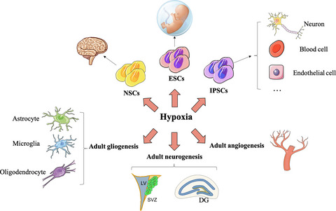 The role of hypoxia in stem cell regulation of the central nervous system: From embryonic development to adult proliferation