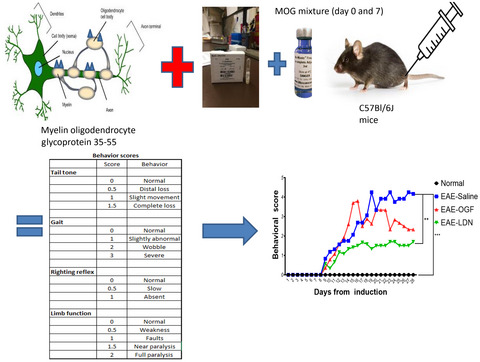 Timing of treatment with an endogenous opioid alters immune response and spinal cord pathology in female mice with experimental autoimmune encephalomyelitis