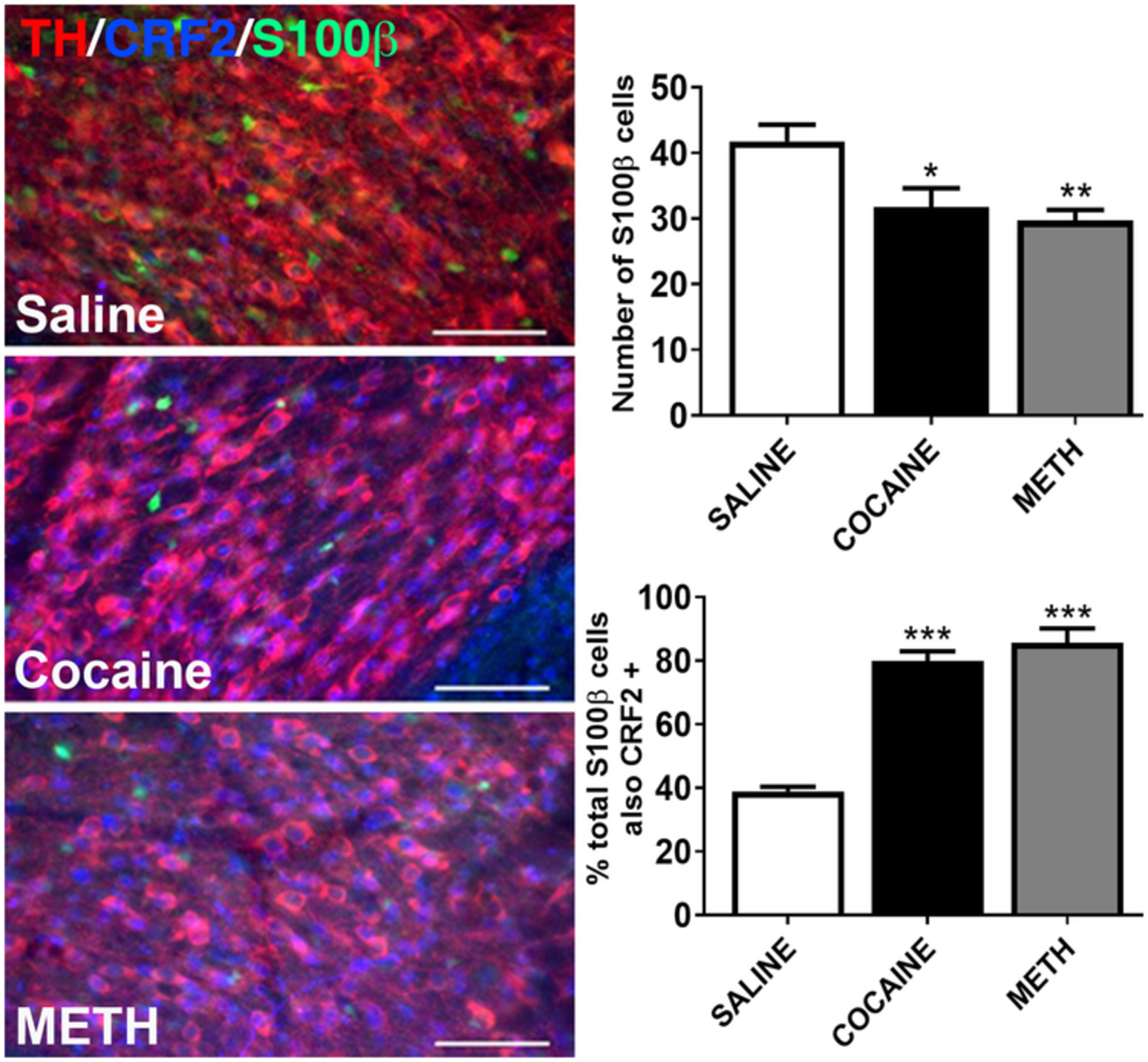 Repeated cocaine or methamphetamine treatment alters astrocytic CRF2 and GLAST expression in the ventral midbrain