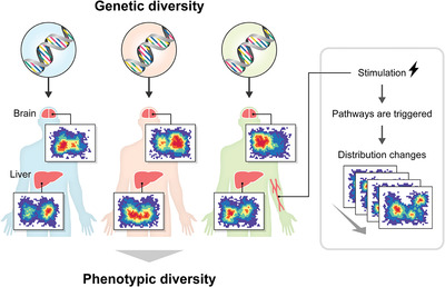 Cell population‐based framework of genetic epidemiology in the single‐cell omics era
