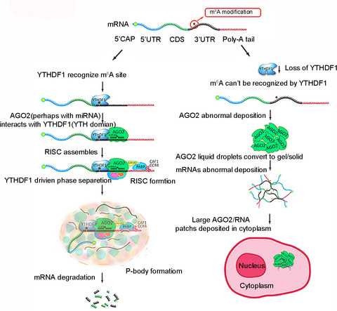 YTHDF1 promotes mRNA degradation via YTHDF1‐AGO2 interaction and phase separation
