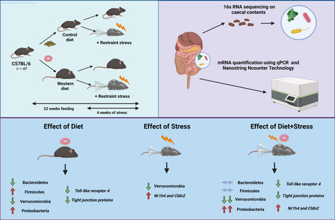 Effect of chronic restraint stress and western‐diet feeding on colonic regulatory gene expression in mice