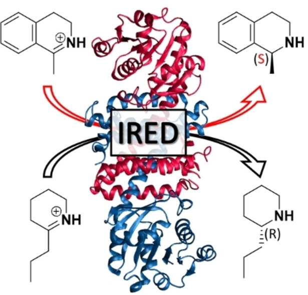 Computational Study of Mechanism and Enantioselectivity of Imine Reductase from Amycolatopsis orientalis