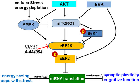 Roles of eukaryotic elongation factor 2 kinase (eEF2K) in neuronal plasticity, cognition, and Alzheimer disease