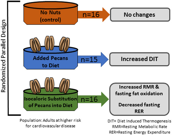 Pecan‐enriched diets increase energy expenditure and fat oxidation in adults at‐risk for cardiovascular disease in a randomised, controlled trial