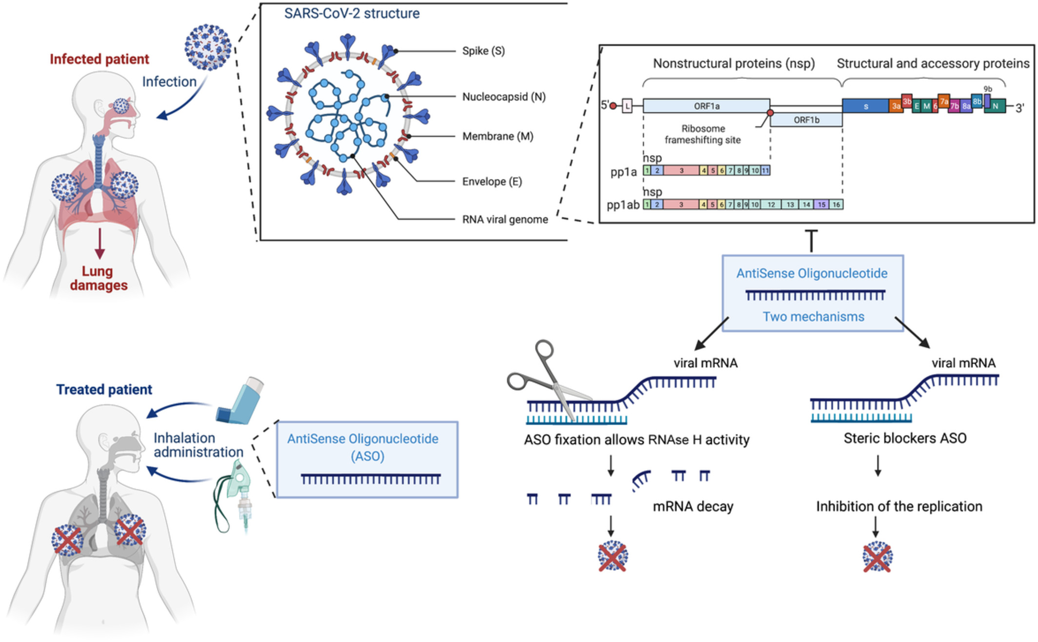 Antisense oligonucleotide: A promising therapeutic option to beat COVID‐19