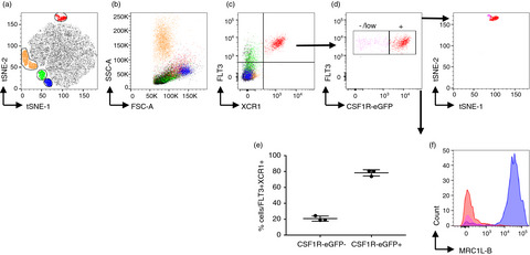 Development of novel reagents to chicken FLT3, XCR1 and CSF2R for the identification and characterization of avian conventional dendritic cells