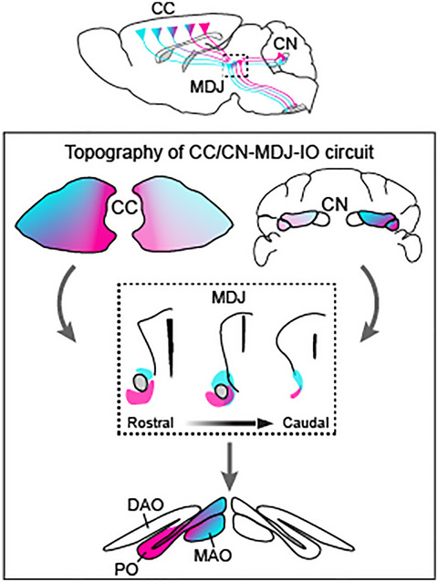 Input and output organization of the mesodiencephalic junction for cerebro‐cerebellar communication