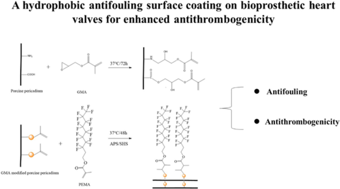 A hydrophobic antifouling surface coating on bioprosthetic heart valves for enhanced antithrombogenicity