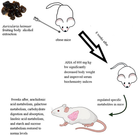 Anti‐obesity effect of Auricularia heimuer fruiting body alcohol extraction on obese mice and crucial metabolite pathway analysis by liquid chromatography‐tandem mass spectrometry