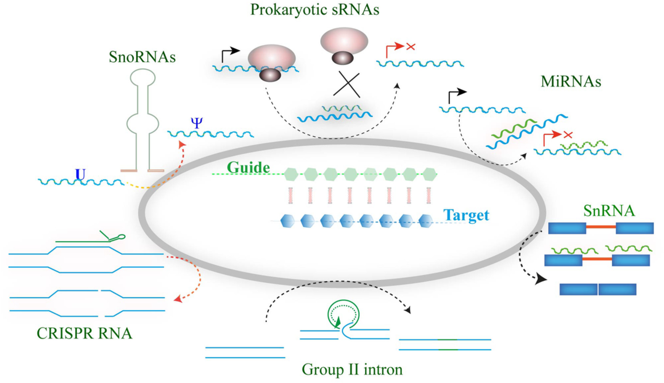 The “guiding” principles of noncoding RNA function