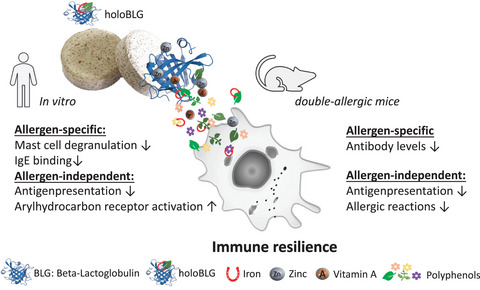 Micronutritional supplementation with a holoBLG‐based FSMP (food for special medical purposes)‐lozenge alleviates allergic symptoms in BALB/c mice: Imitating the protective farm effect