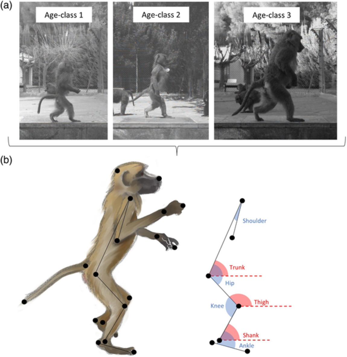 Development of bipedal walking in olive baboons, Papio anubis: A kinematic analysis