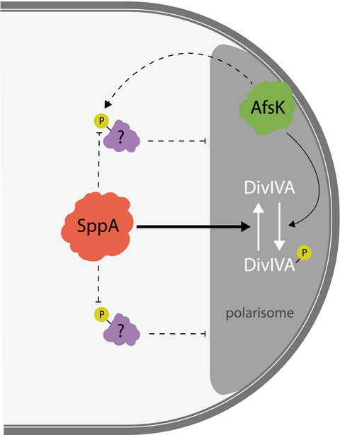 Protein phosphatase SppA regulates apical growth and dephosphorylates cell polarity determinant DivIVA in Streptomyces coelicolor