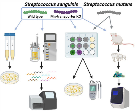 Manganese transport by Streptococcus sanguinis in acidic conditions and its impact on growth in vitro and in vivo