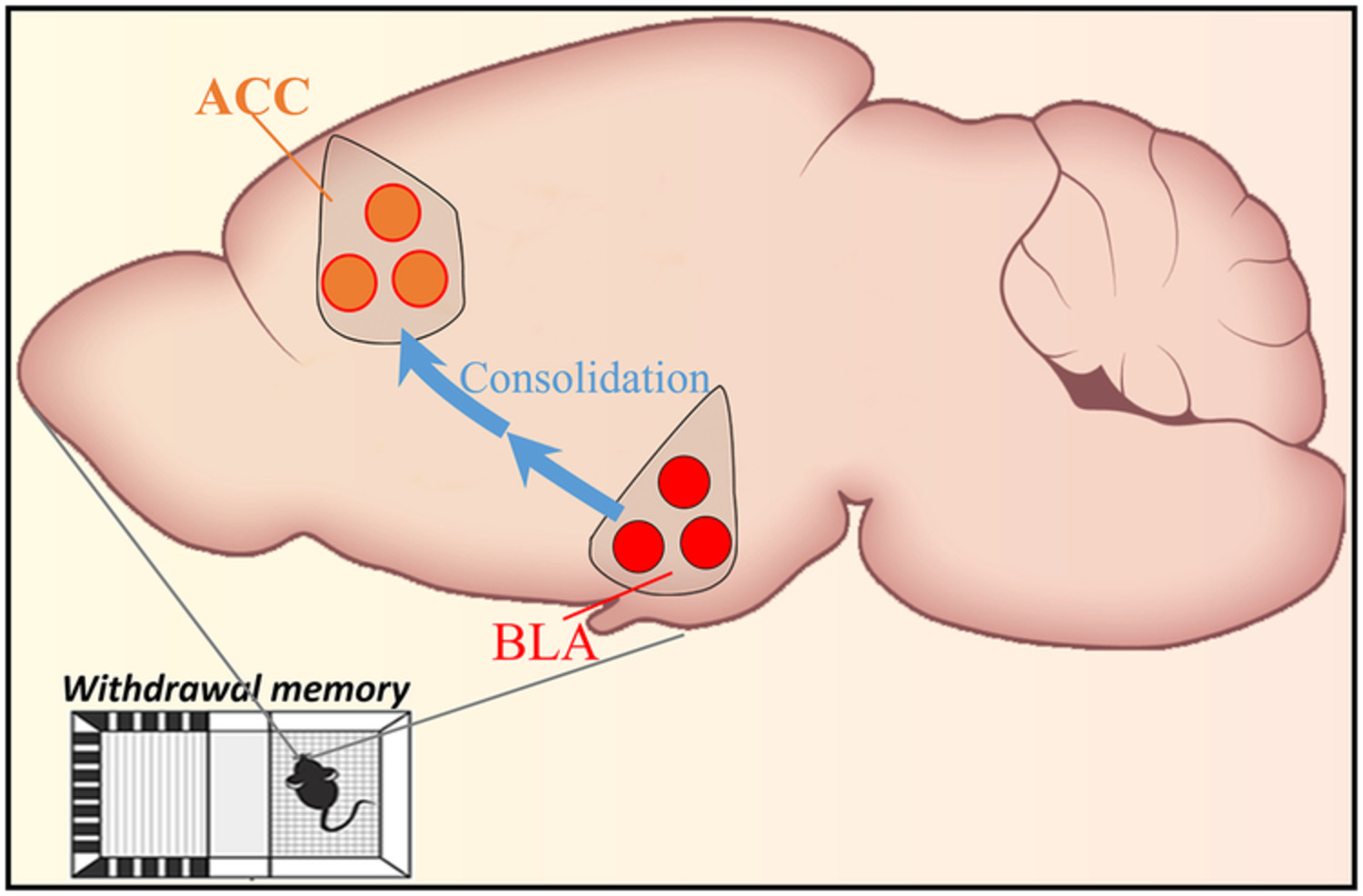 Projection from the basolateral amygdala to the anterior cingulate cortex facilitates the consolidation of long‐term withdrawal memory