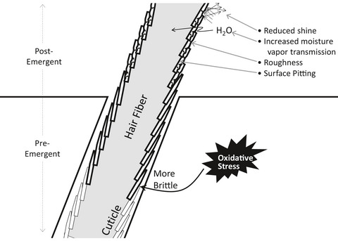 Role of scalp health in achieving optimal hair growth and retention