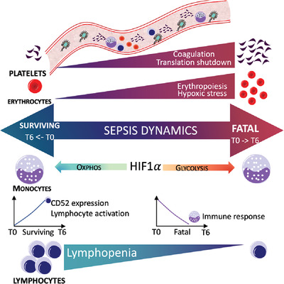 Dynamic changes in human single‐cell transcriptional signatures during fatal sepsis